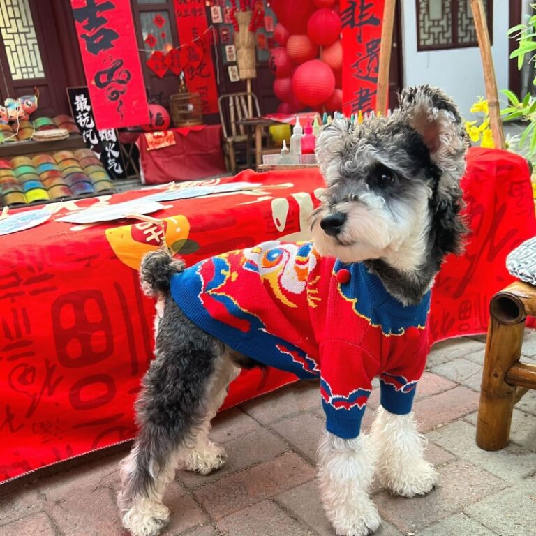 Pet sweater factory (2)